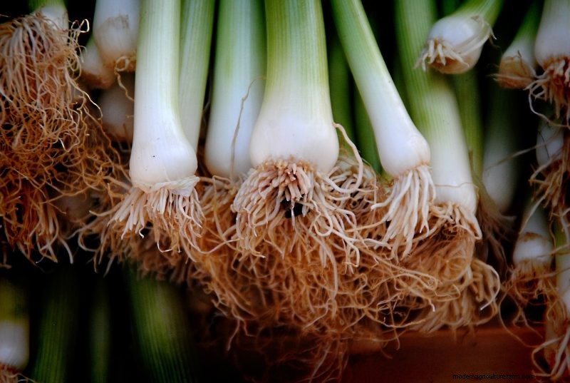 Coltivare cipolle gallesi:una guida completa per principianti 