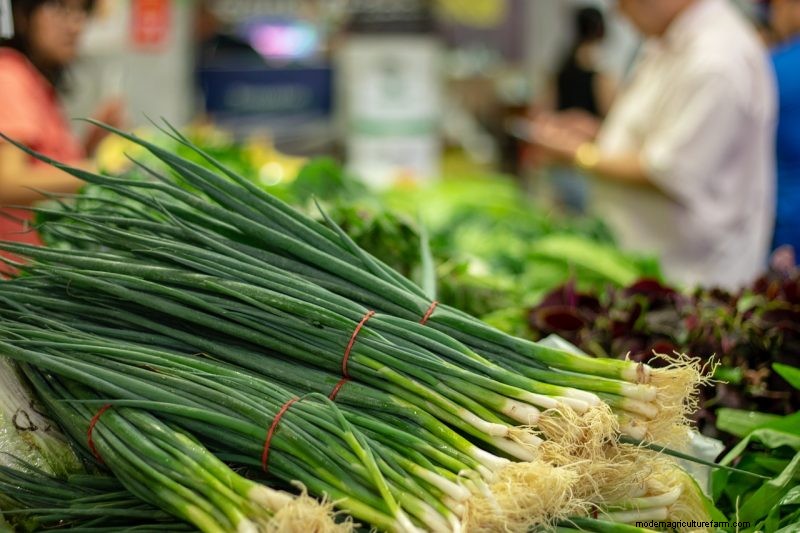 Coltivare cipolle gallesi:una guida completa per principianti 