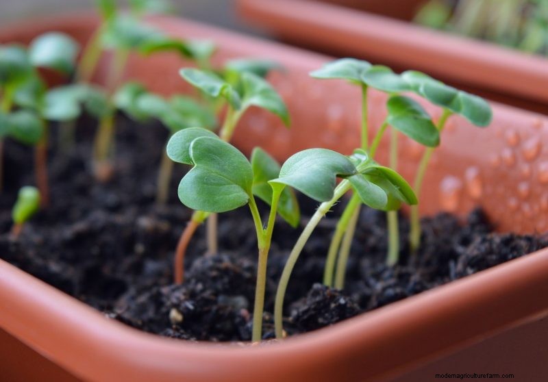 Guida alla coltivazione della rapa:un manuale completo per principianti 