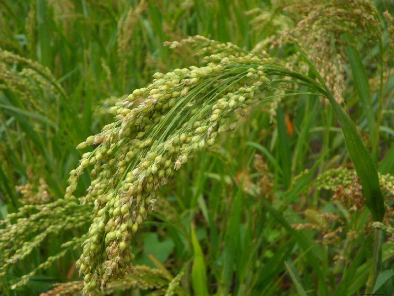 Coltiva il tuo:10 varietà di cereali facili da coltivare per i giardini domestici 