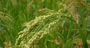 Coltiva il tuo:10 varietà di cereali facili da coltivare per i giardini domestici 