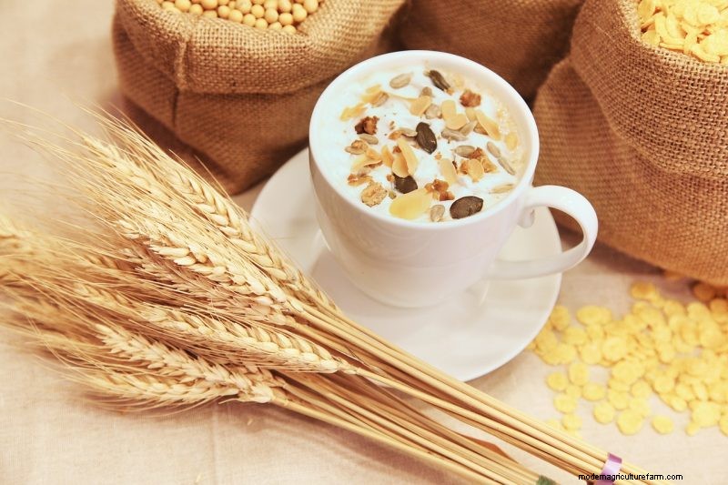Coltiva il tuo:10 varietà di cereali facili da coltivare per i giardini domestici 