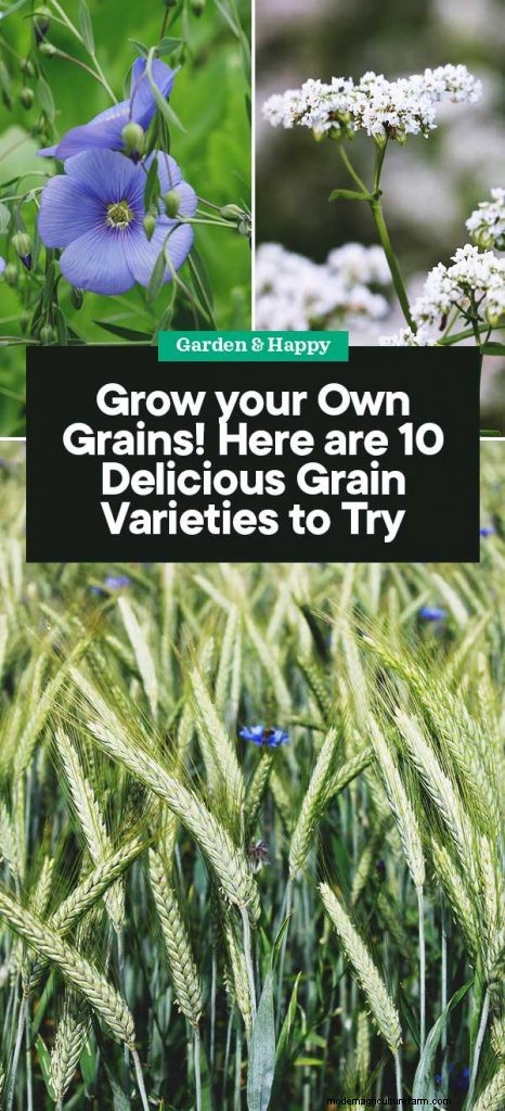 Coltiva il tuo:10 varietà di cereali facili da coltivare per i giardini domestici 