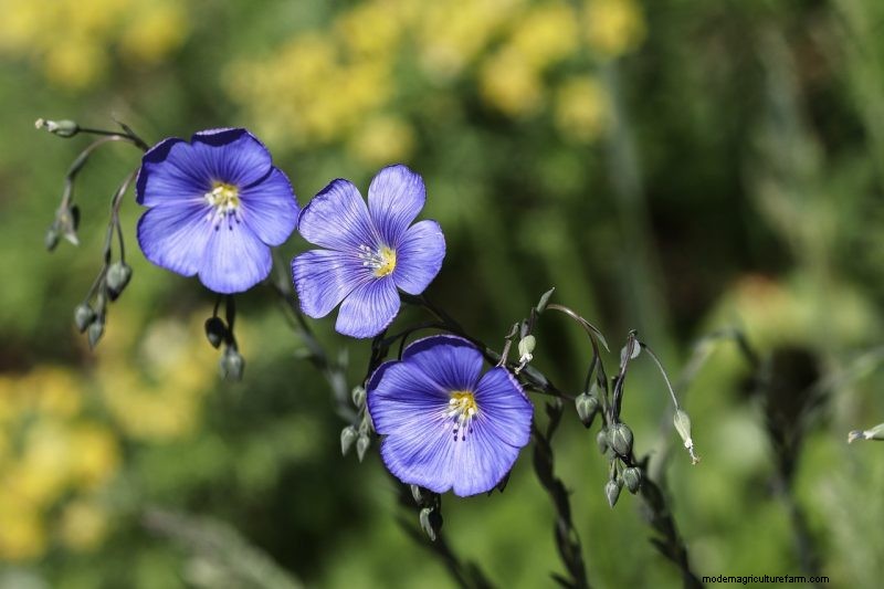 Coltiva il tuo:10 varietà di cereali facili da coltivare per i giardini domestici 