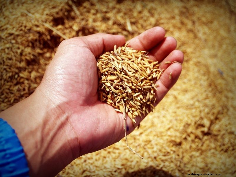Coltiva il tuo:10 varietà di cereali facili da coltivare per i giardini domestici 