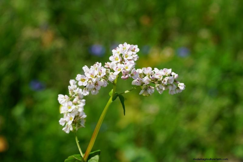 Coltiva il tuo:10 varietà di cereali facili da coltivare per i giardini domestici 