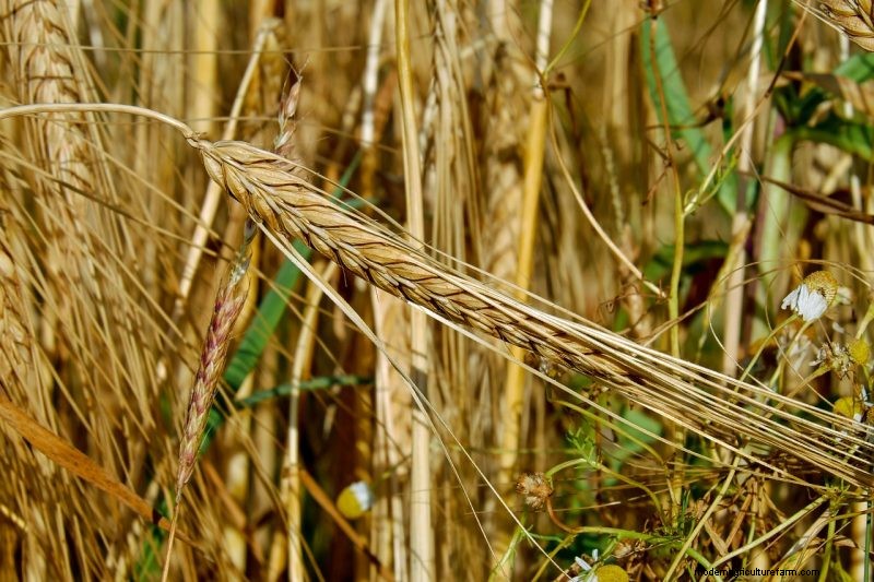 Coltiva il tuo:10 varietà di cereali facili da coltivare per i giardini domestici 