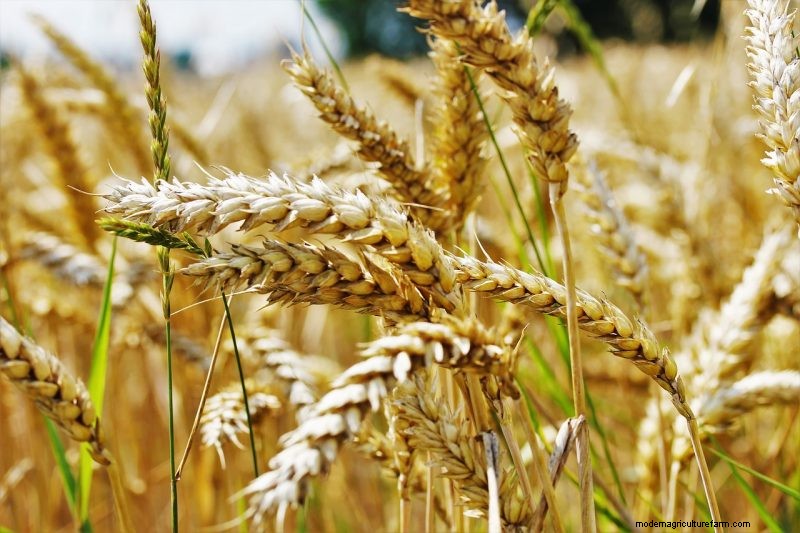 Coltiva il tuo:10 varietà di cereali facili da coltivare per i giardini domestici 