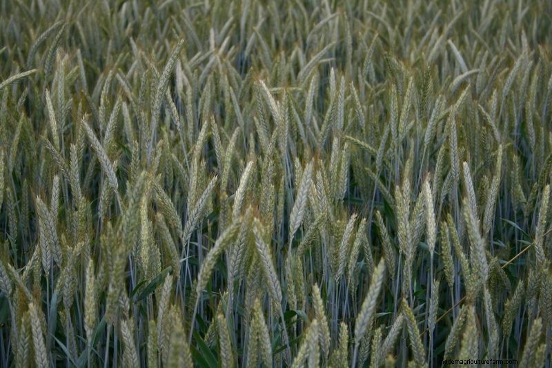 Coltiva il tuo:10 varietà di cereali facili da coltivare per i giardini domestici 