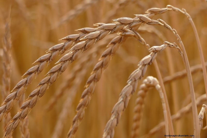 Coltiva il tuo:10 varietà di cereali facili da coltivare per i giardini domestici 