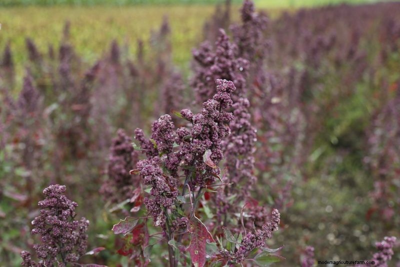 Coltiva il tuo:10 varietà di cereali facili da coltivare per i giardini domestici 