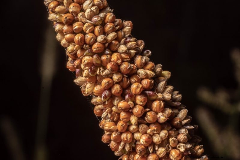Coltiva il tuo:10 varietà di cereali facili da coltivare per i giardini domestici 