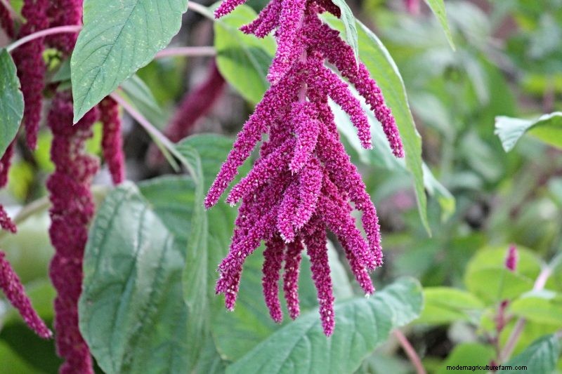 Coltiva il tuo:10 varietà di cereali facili da coltivare per i giardini domestici 