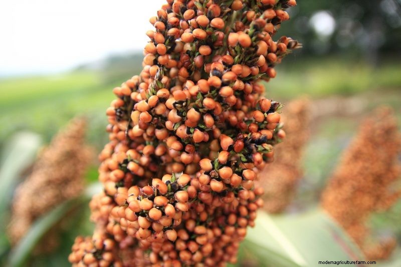 Coltiva il tuo:10 varietà di cereali facili da coltivare per i giardini domestici 