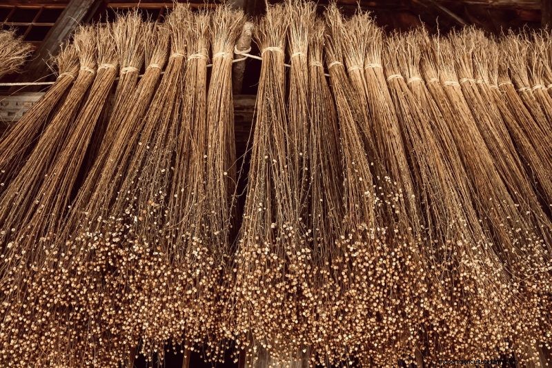 Coltiva il tuo:10 varietà di cereali facili da coltivare per i giardini domestici 