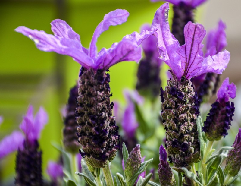 Top 5 lavendelvariëteiten:cultivars voor tuinen en toepassingen 