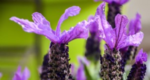 Top 5 lavendelvariëteiten:cultivars voor tuinen en toepassingen 