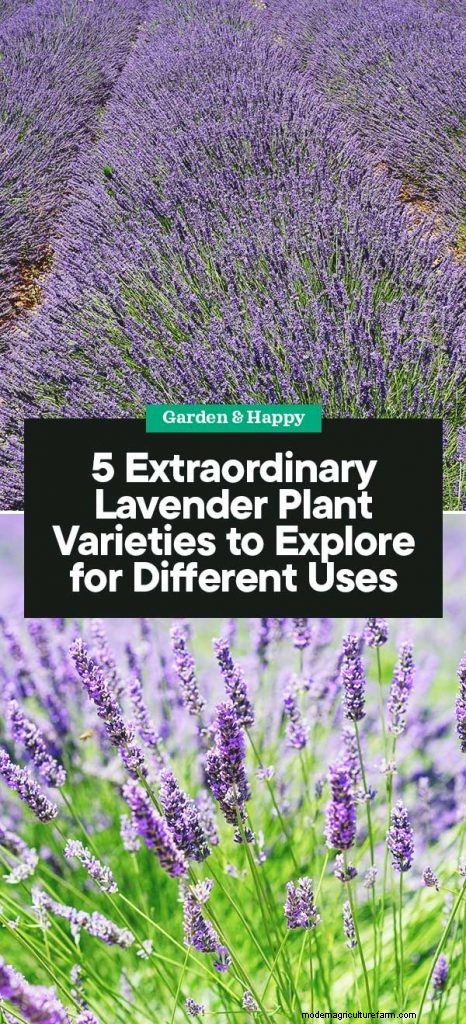 Top 5 lavendelvariëteiten:cultivars voor tuinen en toepassingen 