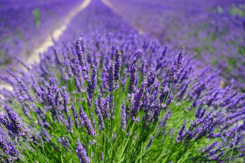 Top 5 lavendelvariëteiten:cultivars voor tuinen en toepassingen 