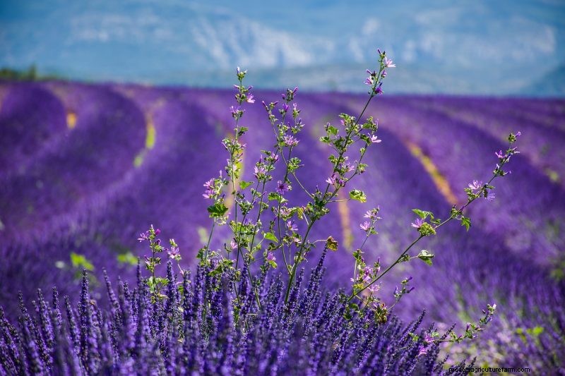 Top 5 lavendelvariëteiten:cultivars voor tuinen en toepassingen 