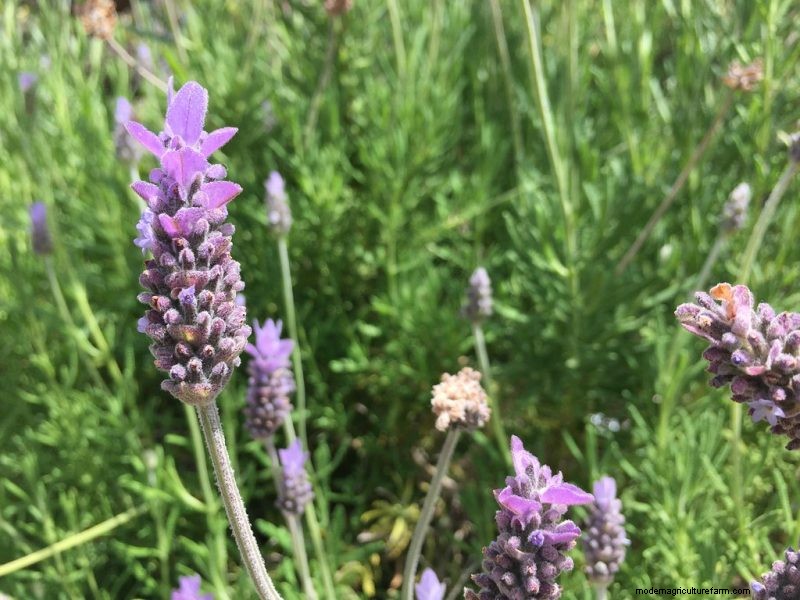 Top 5 lavendelvariëteiten:cultivars voor tuinen en toepassingen 