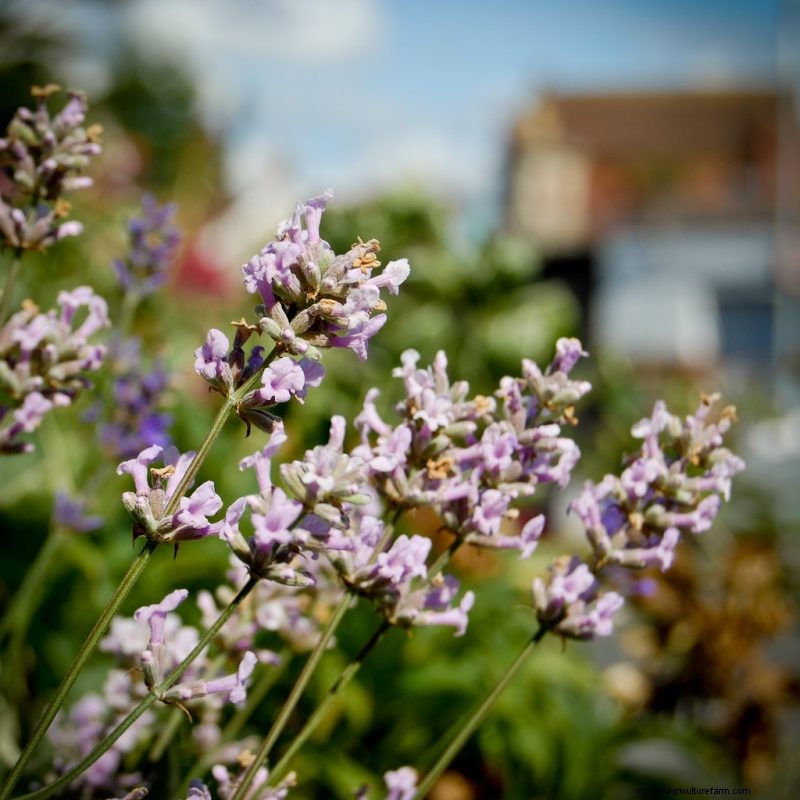 Top 5 lavendelvariëteiten:cultivars voor tuinen en toepassingen 