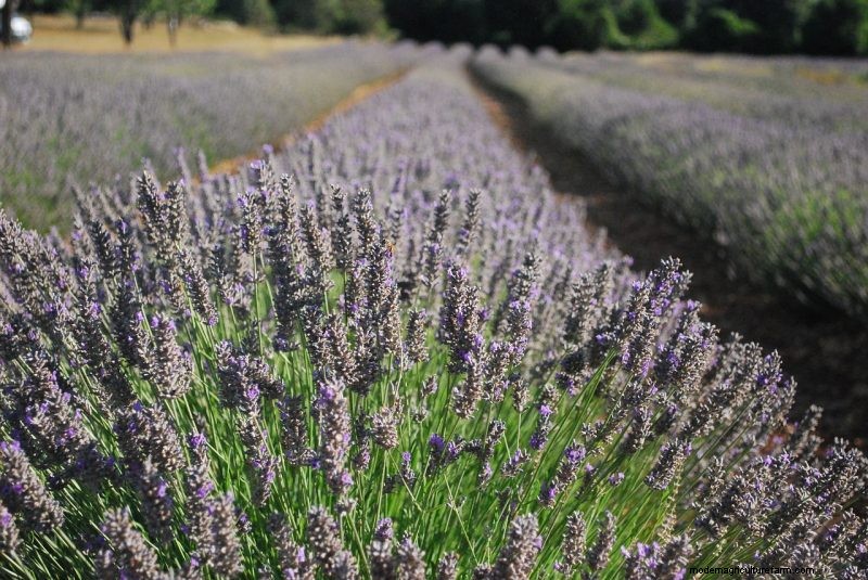 Top 5 lavendelvariëteiten:cultivars voor tuinen en toepassingen 