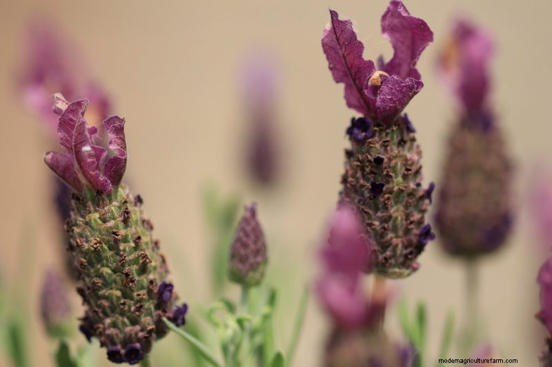 Top 5 lavendelvariëteiten:cultivars voor tuinen en toepassingen 
