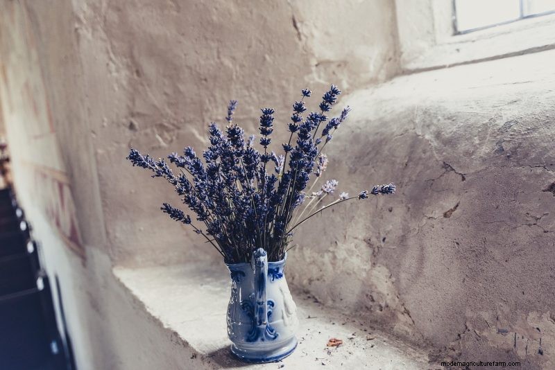 Top 5 lavendelvariëteiten:cultivars voor tuinen en toepassingen 