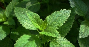 Natuurlijke schoonmaakoplossingen:8 tuinkruiden voor doe-het-zelf-schoonmaakmiddelen 