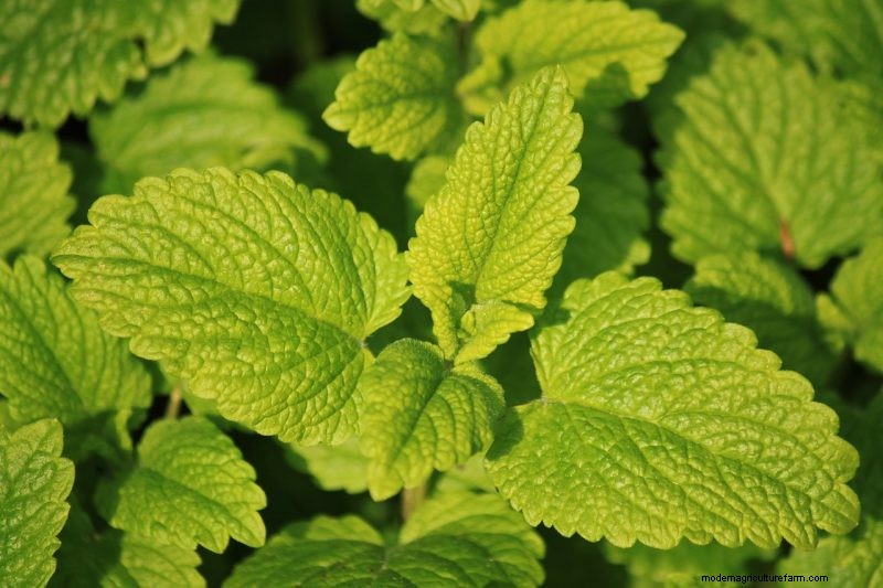 Natuurlijke schoonmaakoplossingen:8 tuinkruiden voor doe-het-zelf-schoonmaakmiddelen 