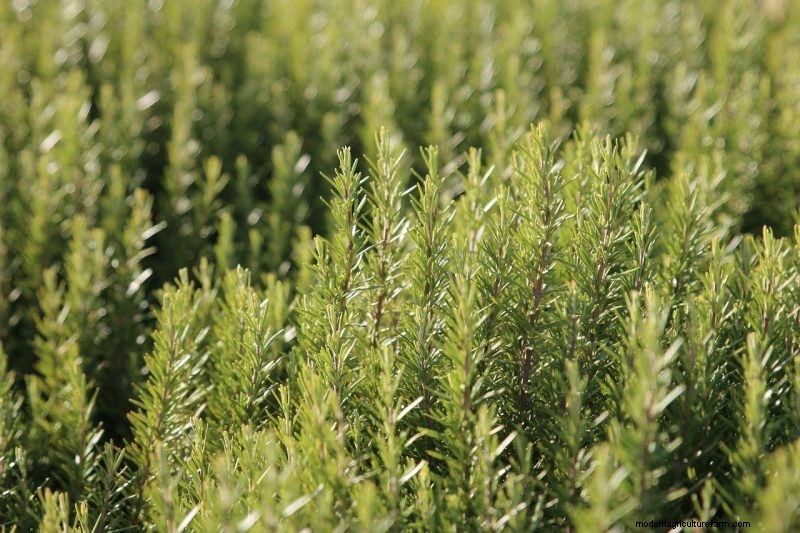 Natuurlijke schoonmaakoplossingen:8 tuinkruiden voor doe-het-zelf-schoonmaakmiddelen 