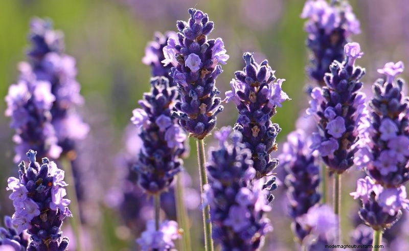 Natuurlijke schoonmaakoplossingen:8 tuinkruiden voor doe-het-zelf-schoonmaakmiddelen 