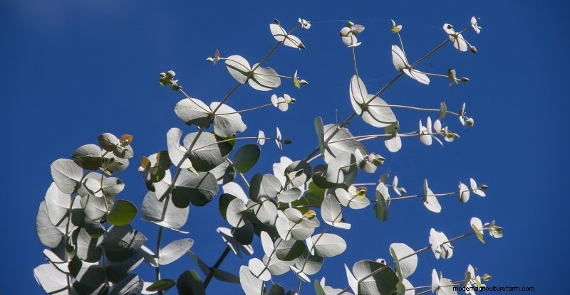 Natuurlijke schoonmaakoplossingen:8 tuinkruiden voor doe-het-zelf-schoonmaakmiddelen 
