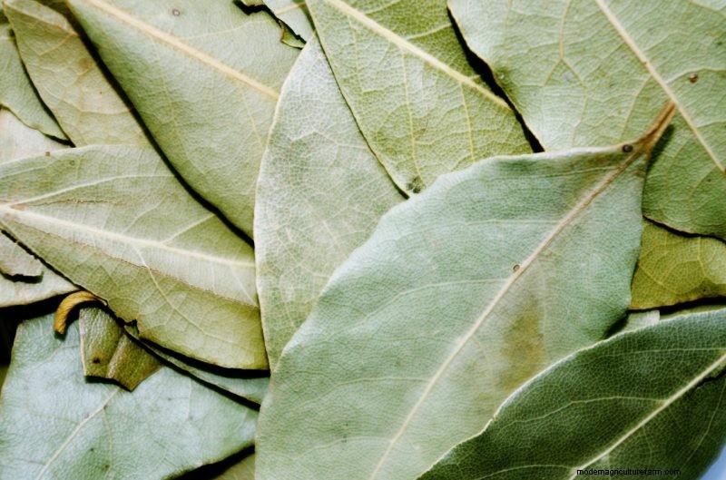 Natuurlijke schoonmaakoplossingen:8 tuinkruiden voor doe-het-zelf-schoonmaakmiddelen 