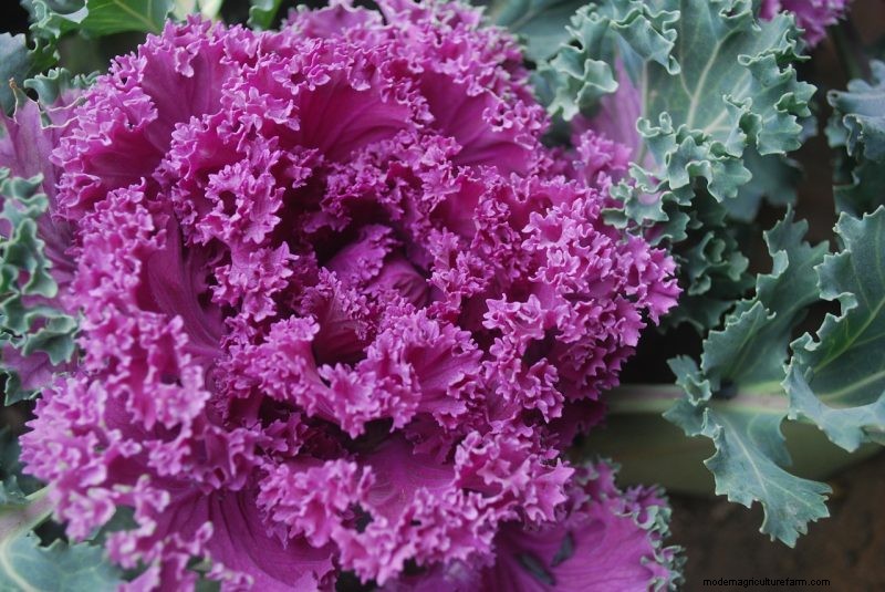 Buquê de noiva DIY exclusivo:arranjos de vegetais e ervas 