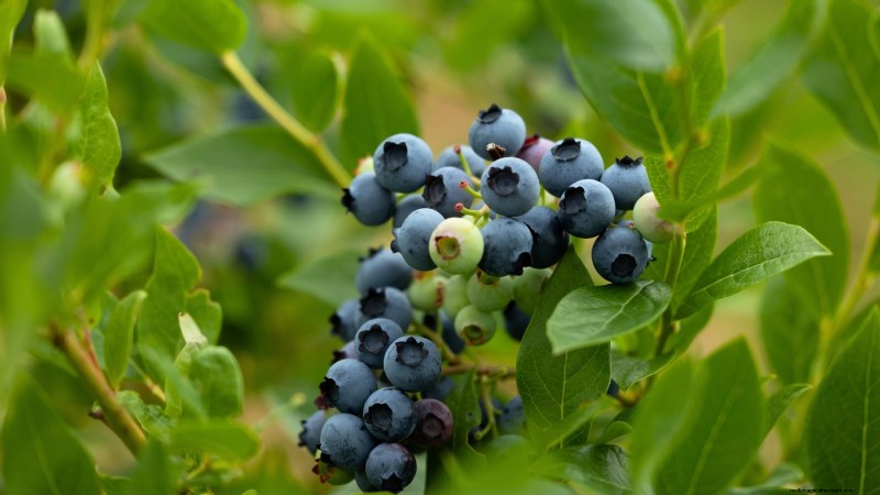 水耕果樹園:11 種類の植物が一年中収穫可能 