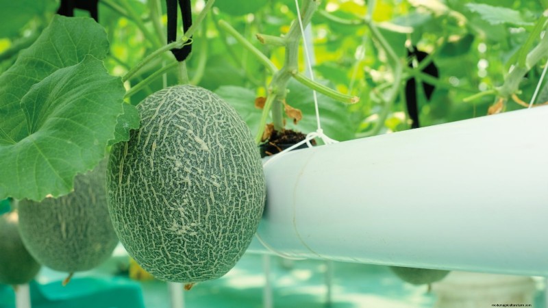 水耕果樹園:11 種類の植物が一年中収穫可能 