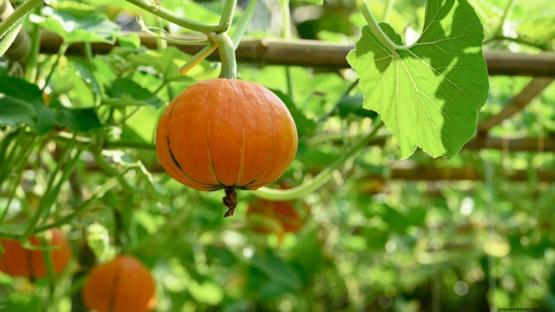 水耕果樹園:11 種類の植物が一年中収穫可能 