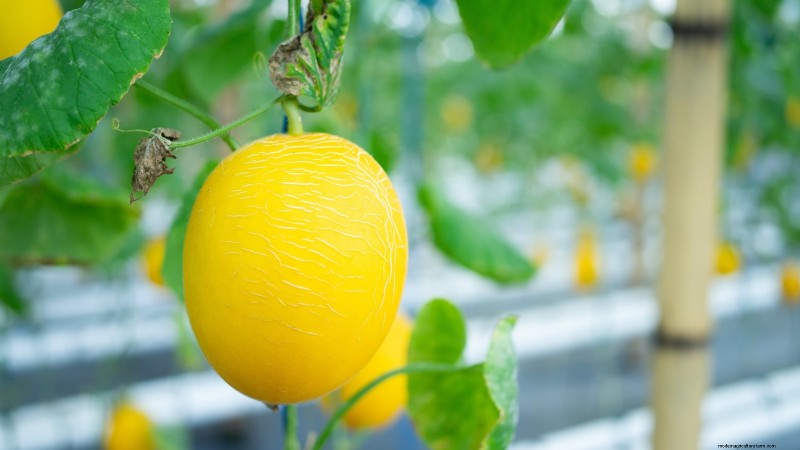 水耕果樹園:11 種類の植物が一年中収穫可能 