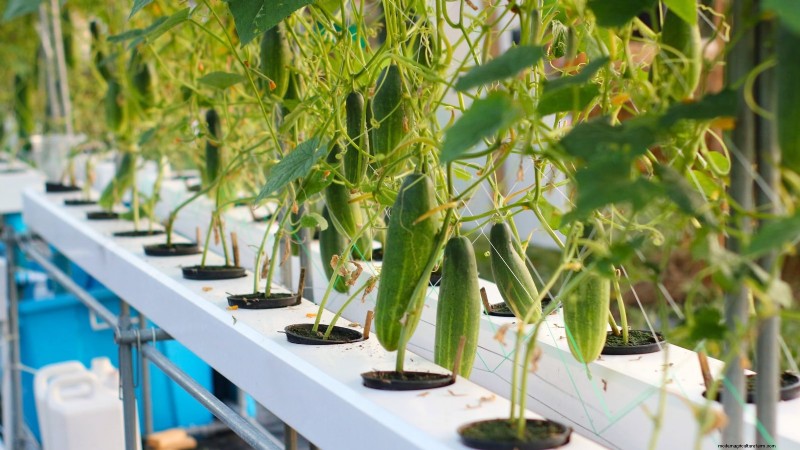 水耕果樹園:11 種類の植物が一年中収穫可能 