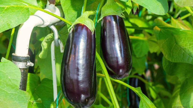水耕果樹園:11 種類の植物が一年中収穫可能 