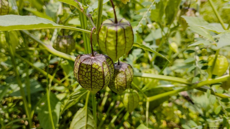 水耕果樹園:11 種類の植物が一年中収穫可能 