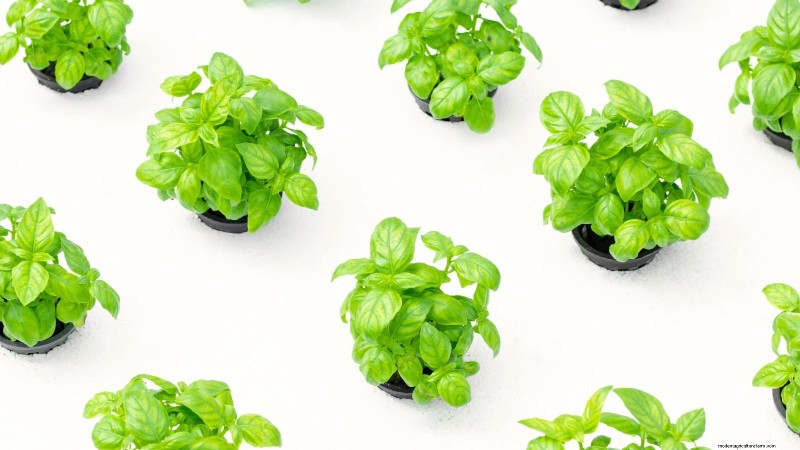 Las 25 mejores verduras para jardinería hidropónica:una guía para principiantes 