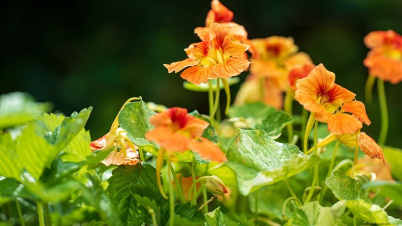 Las 25 mejores verduras para jardinería hidropónica:una guía para principiantes 