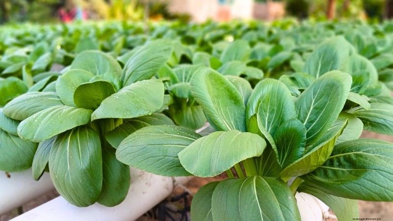 Las 25 mejores verduras para jardinería hidropónica:una guía para principiantes 