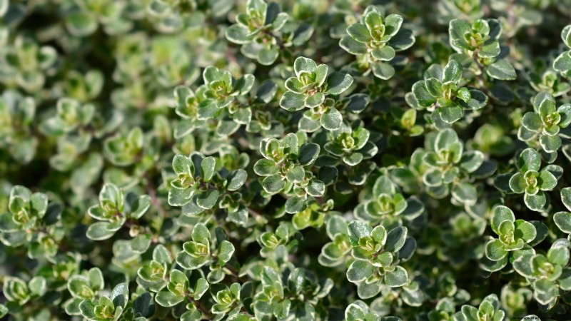Las 25 mejores verduras para jardinería hidropónica:una guía para principiantes 