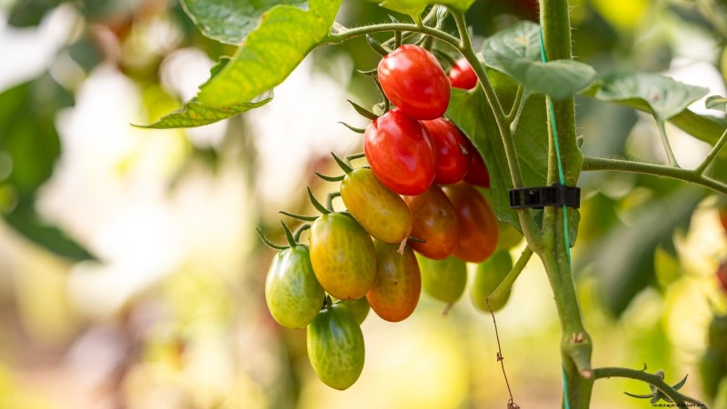 Las 25 mejores verduras para jardinería hidropónica:una guía para principiantes 