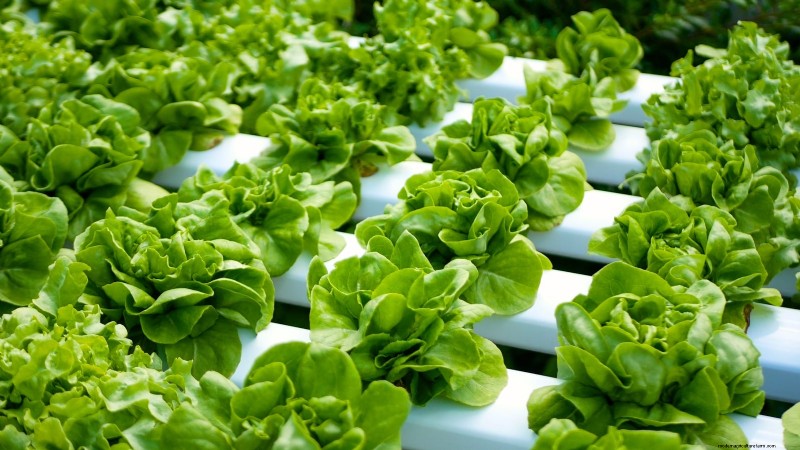 Las 25 mejores verduras para jardinería hidropónica:una guía para principiantes 