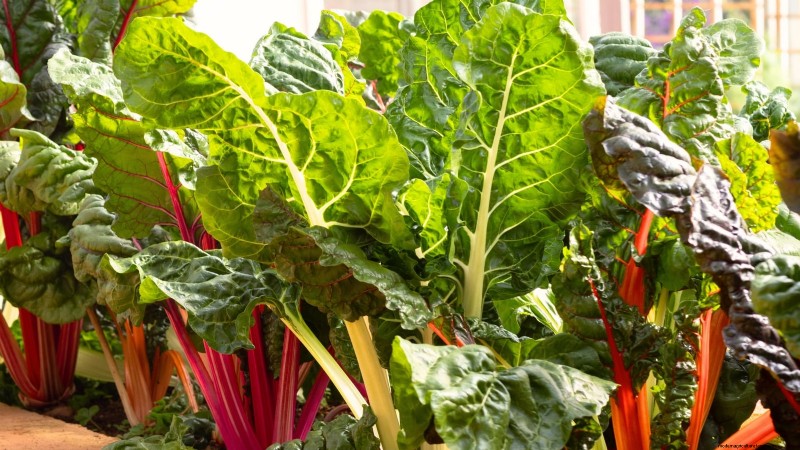 Las 25 mejores verduras para jardinería hidropónica:una guía para principiantes 